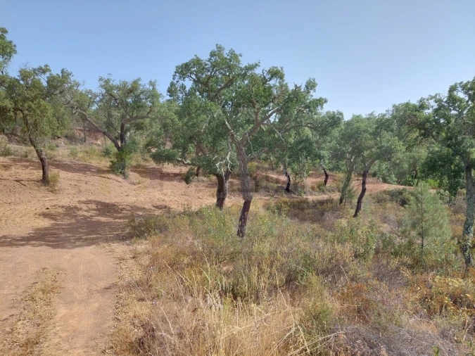 Terreno Agricola ou Rústico para Venda em Grândola e Santa Margarida da Serra Foto 7