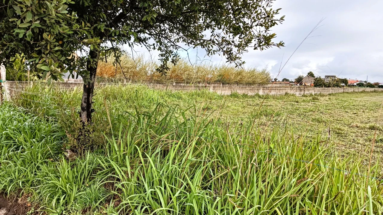 Terreno Agricola ou Rústico para Venda em Cacia Foto 2