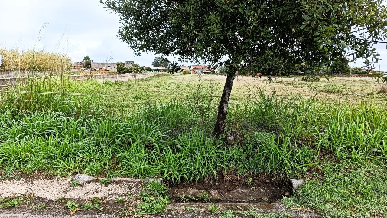 Terreno Agricola ou Rústico para Venda em Cacia Foto 3