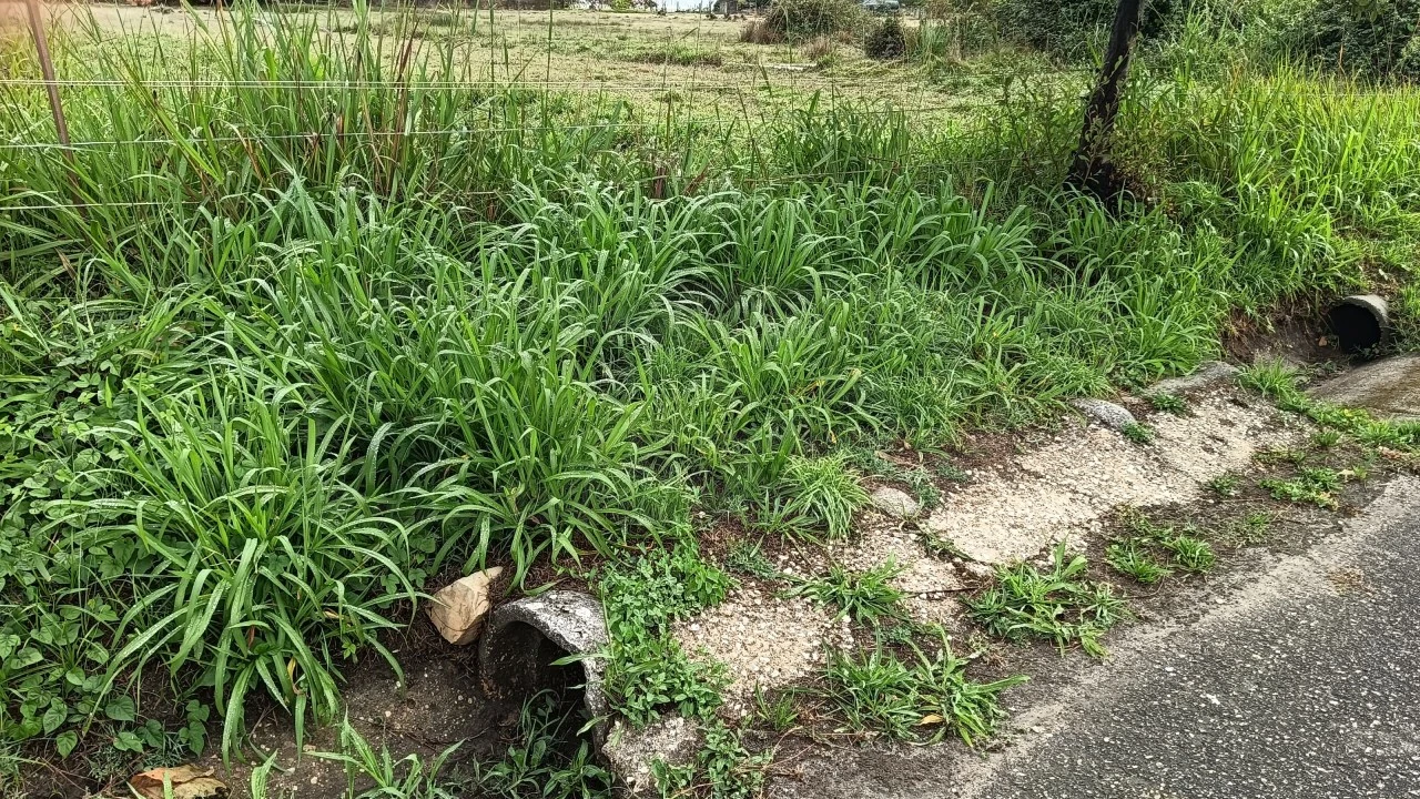 Terreno Agricola ou Rústico para Venda em Cacia Foto 5