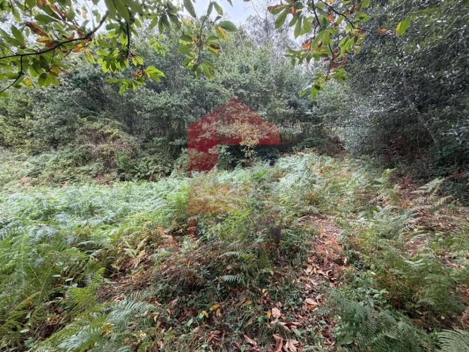 Terreno para Venda em Pico de Regalados, Gondiães e Mós Foto 6