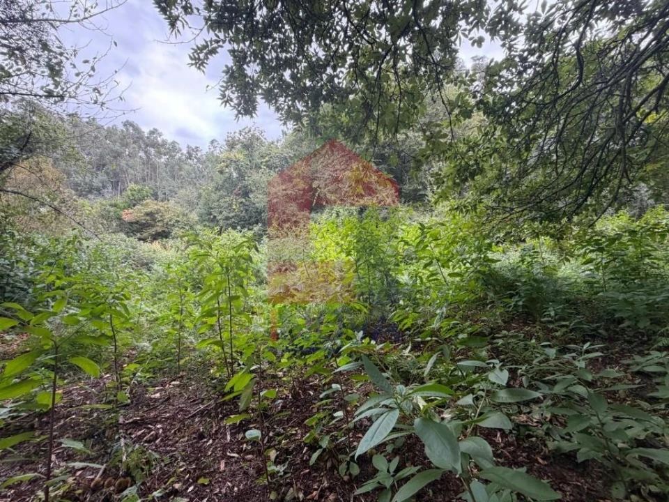 Terreno para Venda em Pico de Regalados, Gondiães e Mós Foto 19