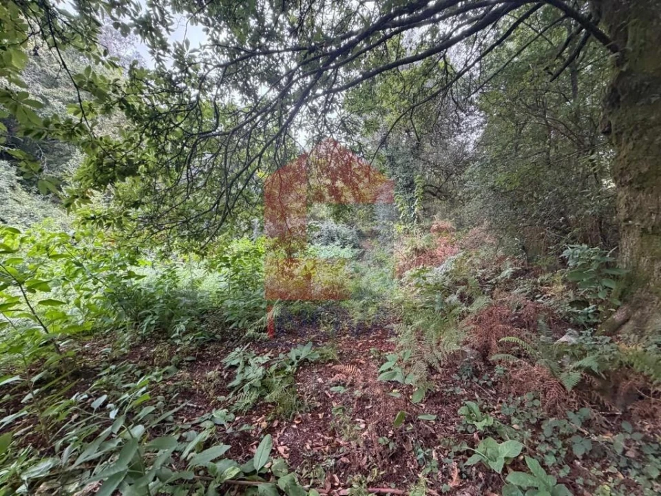 Terreno para Venda em Pico de Regalados, Gondiães e Mós Foto 18