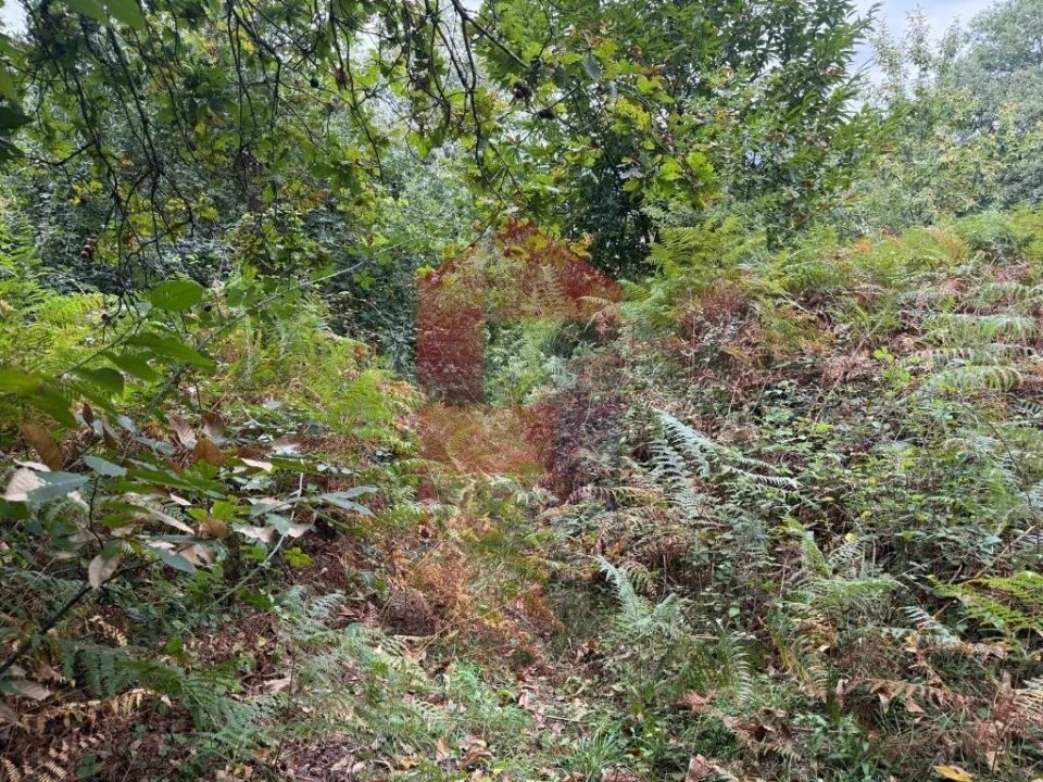 Terreno para Venda em Pico de Regalados, Gondiães e Mós Foto 5