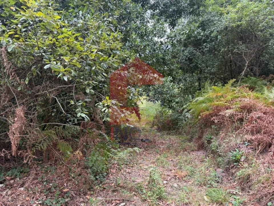 Terreno para Venda em Pico de Regalados, Gondiães e Mós Foto 2