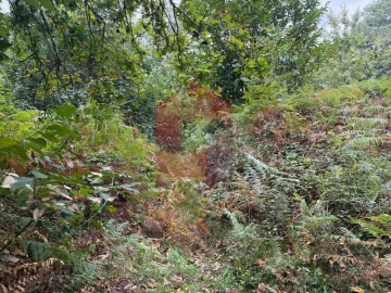 Terreno para Venda em Pico de Regalados, Gondiães e Mós