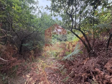 Terreno para Venda em Pico de Regalados, Gondiães e Mós