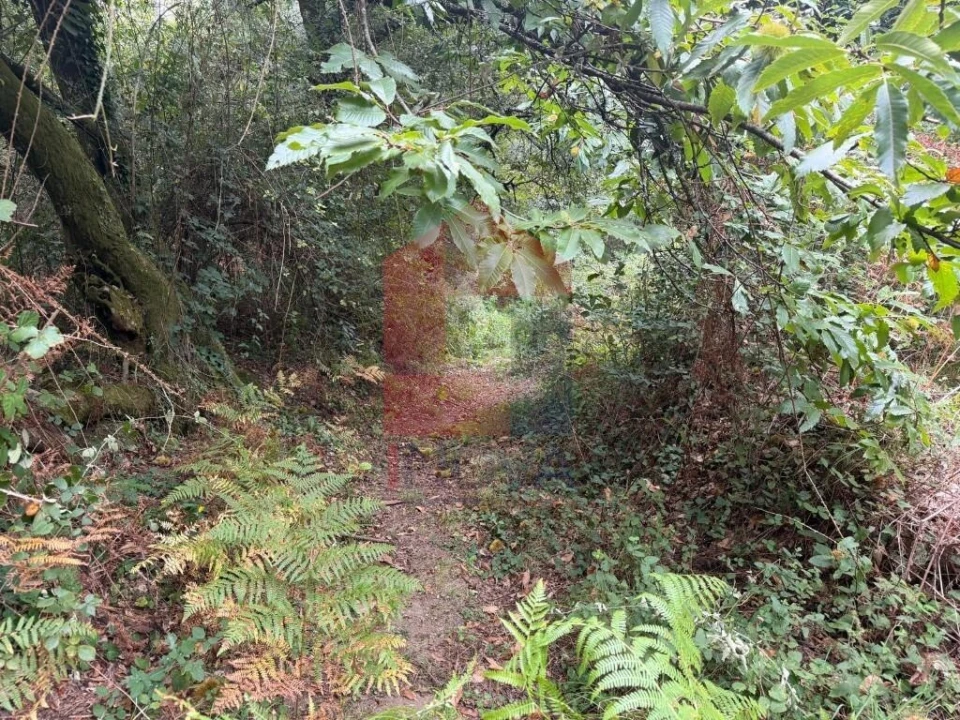 Terreno para Venda em Pico de Regalados, Gondiães e Mós Foto 14