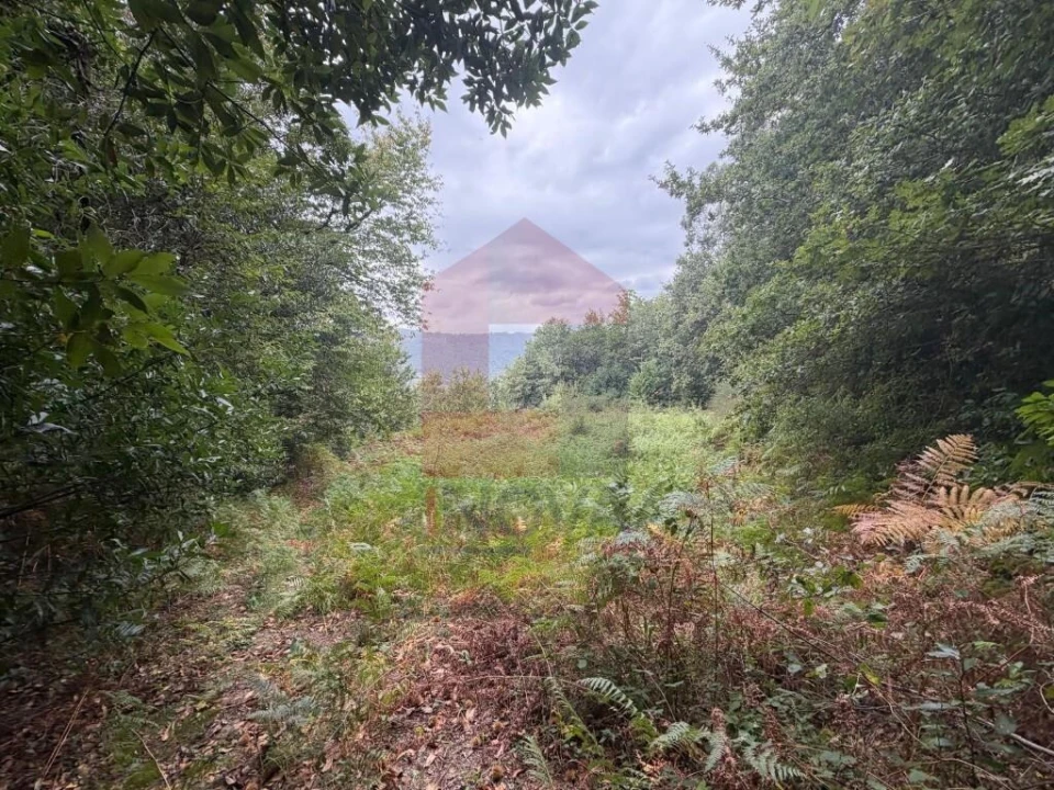 Terreno para Venda em Pico de Regalados, Gondiães e Mós Foto 8