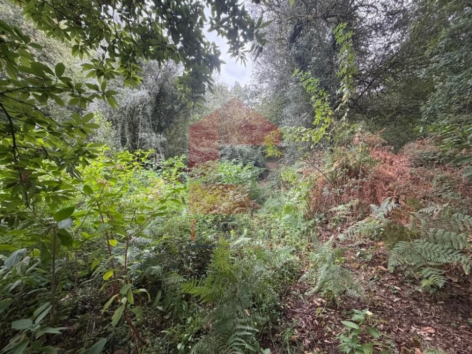 Terreno para Venda em Pico de Regalados, Gondiães e Mós Foto 22