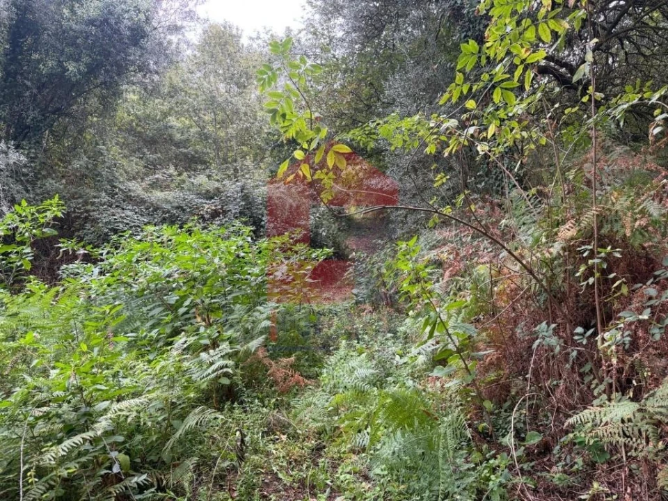 Terreno para Venda em Pico de Regalados, Gondiães e Mós Foto 17