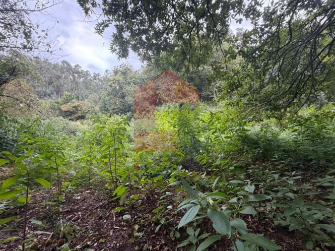 Terreno para Venda em Pico de Regalados, Gondiães e Mós Foto 19