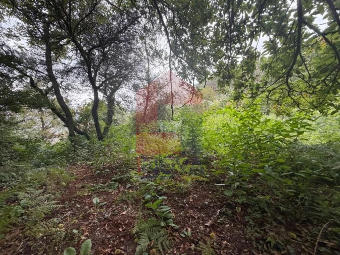 Terreno para Venda em Pico de Regalados, Gondiães e Mós Foto 23