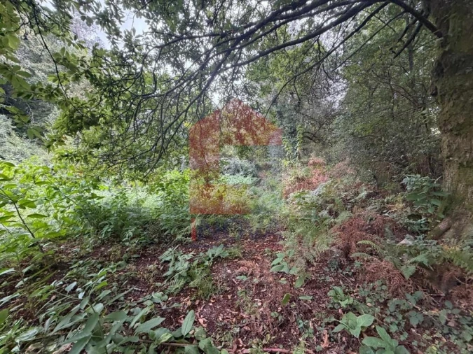 Terreno para Venda em Pico de Regalados, Gondiães e Mós Foto 18
