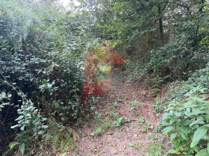 Terreno para Venda em Pico de Regalados, Gondiães e Mós Foto 16