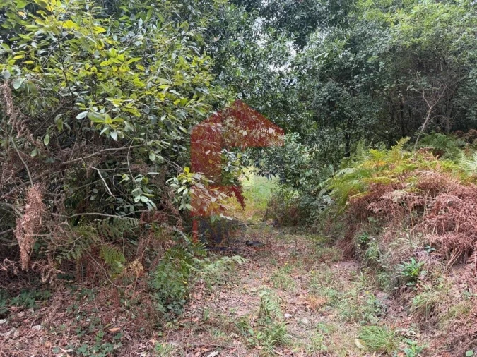 Terreno para Venda em Pico de Regalados, Gondiães e Mós Foto 2