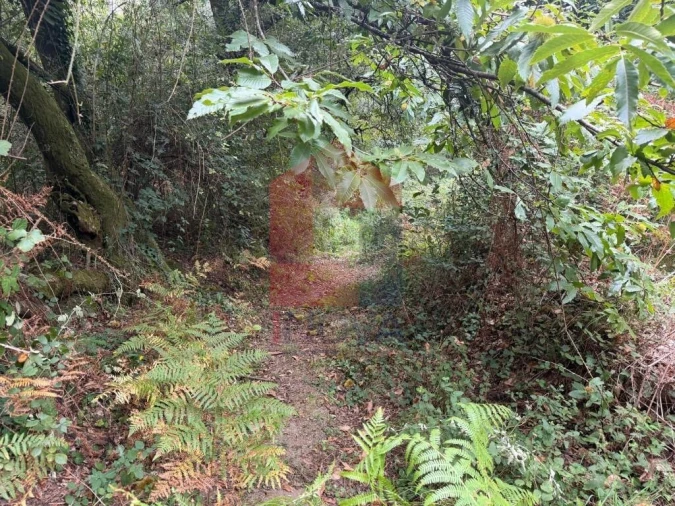 Terreno para Venda em Pico de Regalados, Gondiães e Mós Foto 14