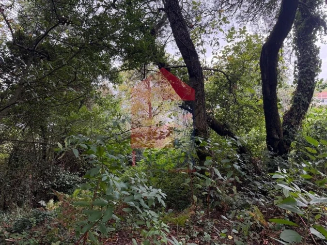 Terreno para Venda em Pico de Regalados, Gondiães e Mós Foto 21