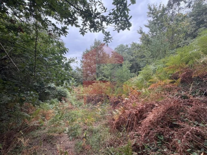Terreno para Venda em Pico de Regalados, Gondiães e Mós Foto 9