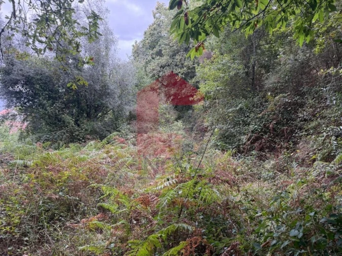 Terreno para Venda em Pico de Regalados, Gondiães e Mós Foto 12