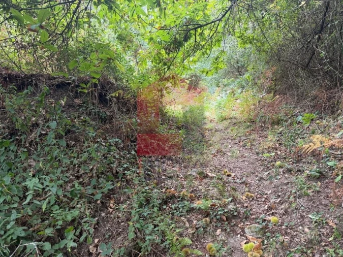 Terreno para Venda em Pico de Regalados, Gondiães e Mós Foto 11