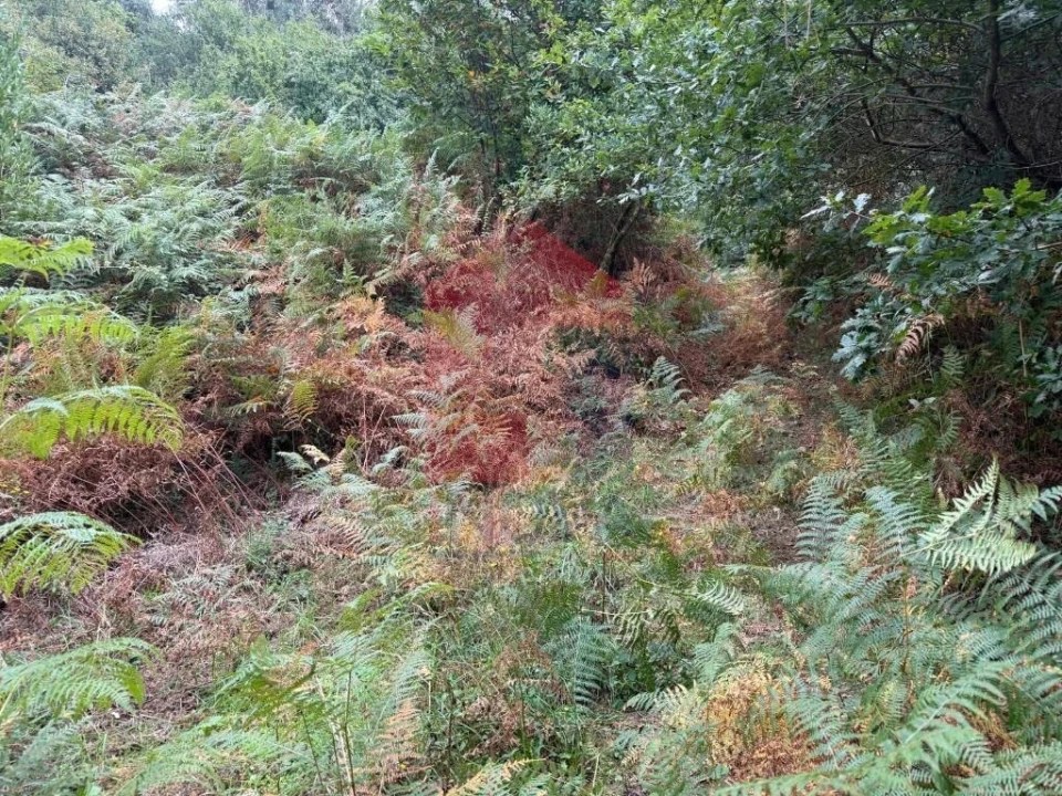 Terreno para Venda em Pico de Regalados, Gondiães e Mós Foto 13