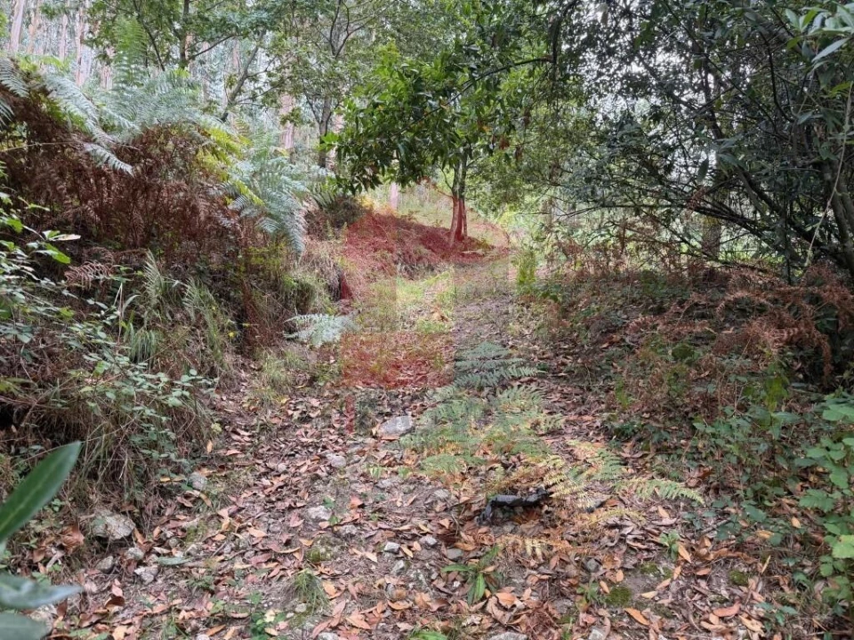 Terreno para Venda em Pico de Regalados, Gondiães e Mós Foto 25