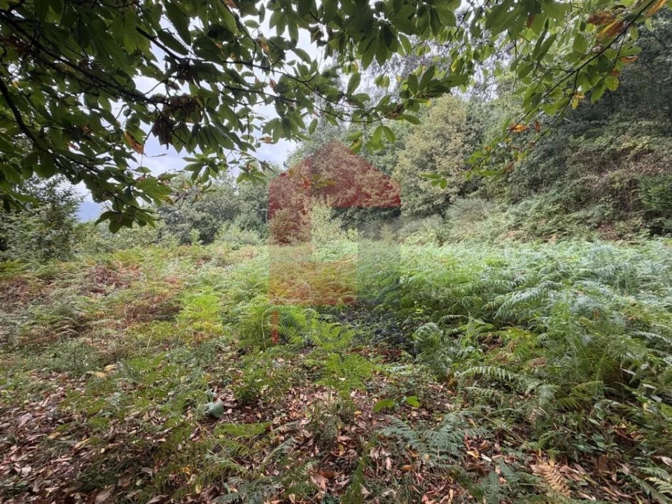 Terreno para Venda em Pico de Regalados, Gondiães e Mós Foto 7