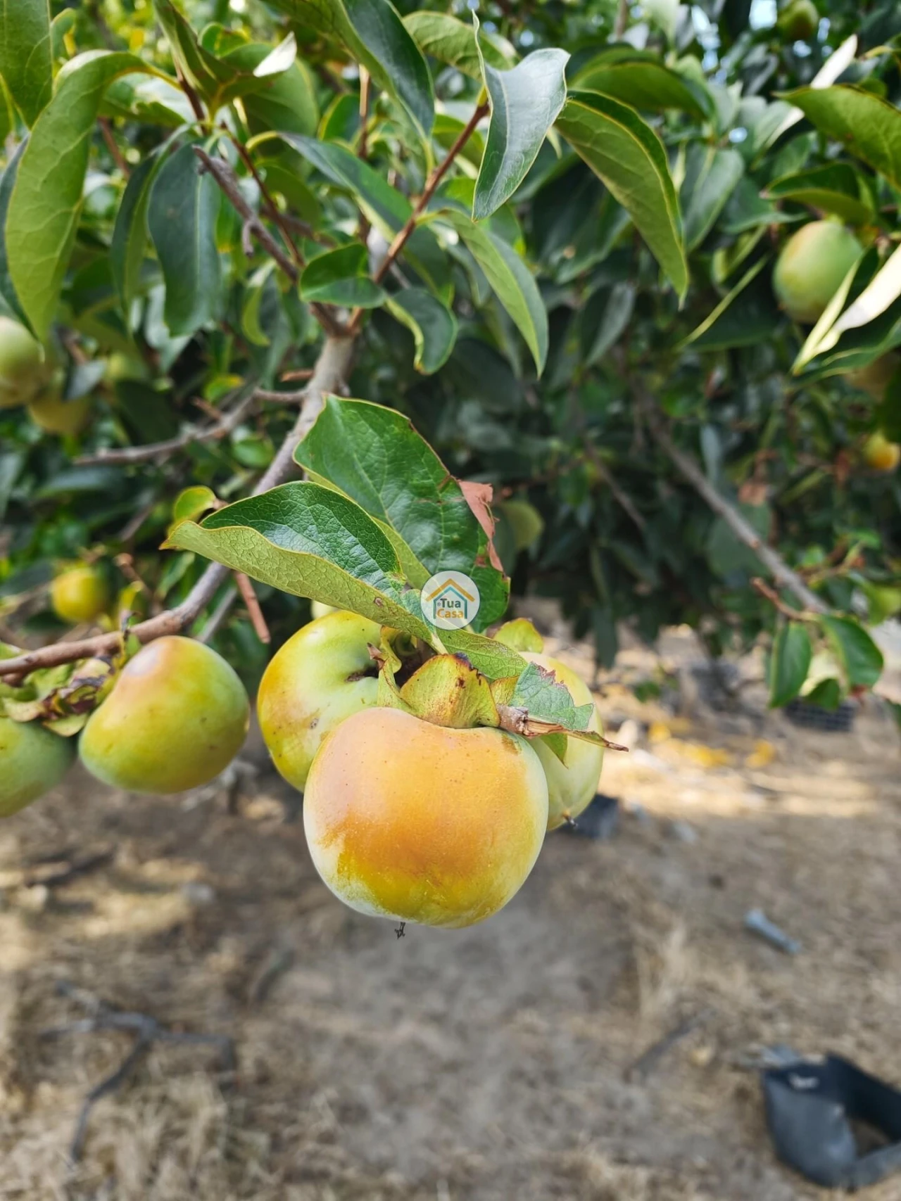 Moradia T2 para Venda em Três Povos Foto 4