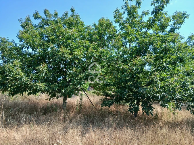 Quinta para Venda em Arcozelo das Maias Foto 17