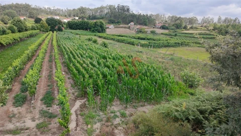 Terreno para Venda em Silvares, Pias, Nogueira e Alvarenga
