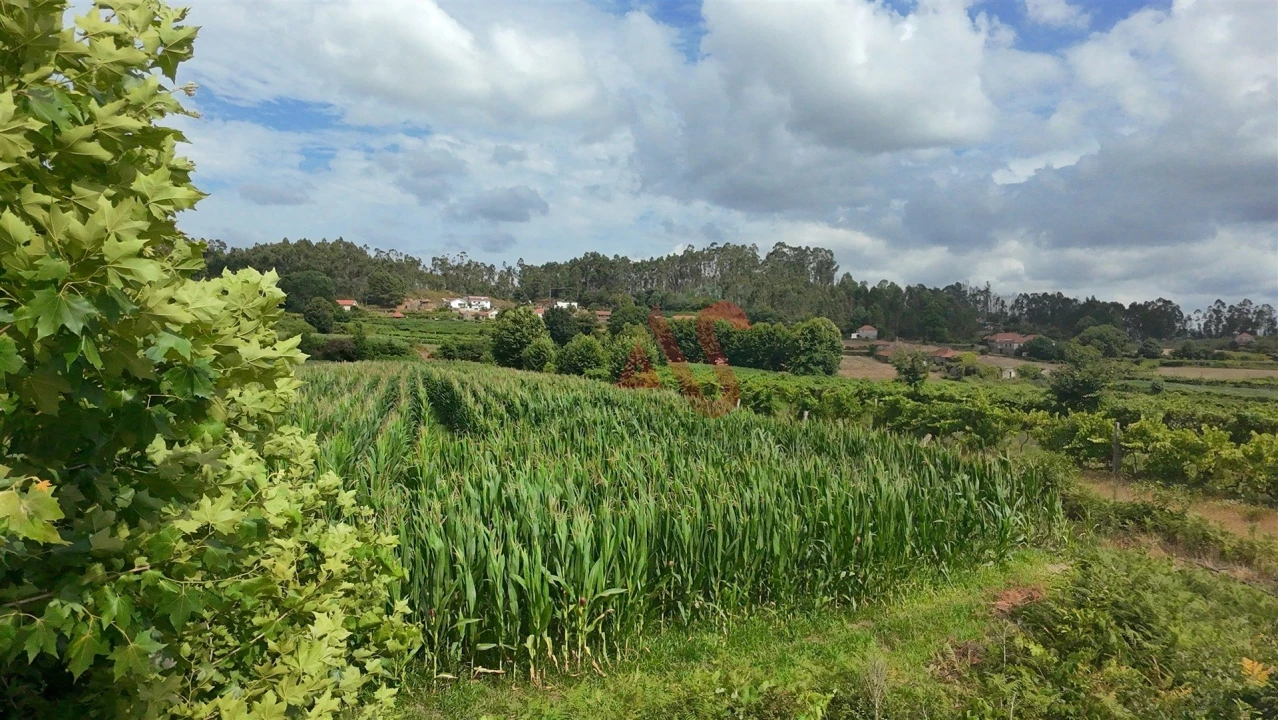 Terreno para Venda em Silvares, Pias, Nogueira e Alvarenga Foto 9