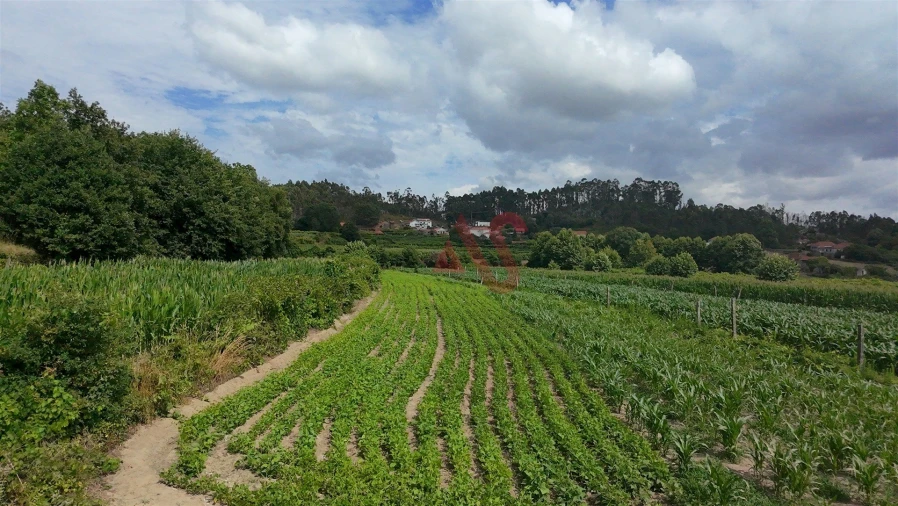 Terreno para Venda em Silvares, Pias, Nogueira e Alvarenga Foto 4