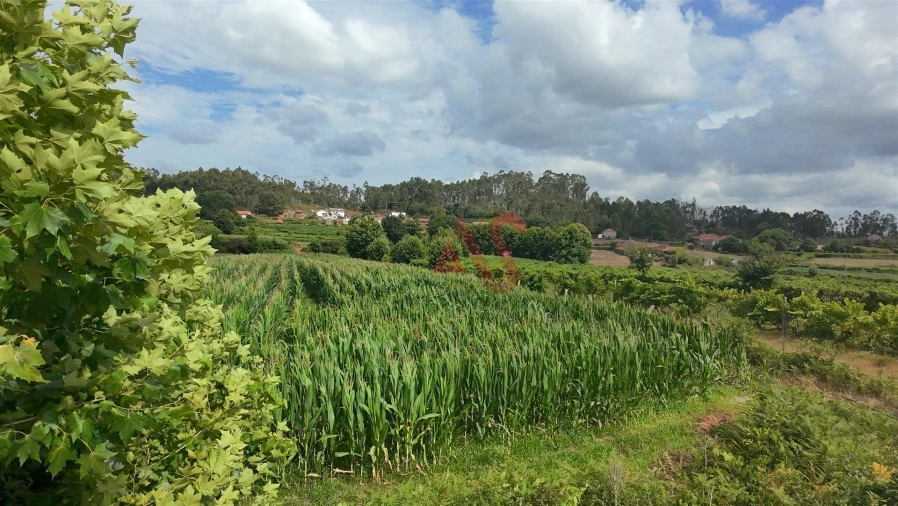 Terreno para Venda em Silvares, Pias, Nogueira e Alvarenga Foto 9