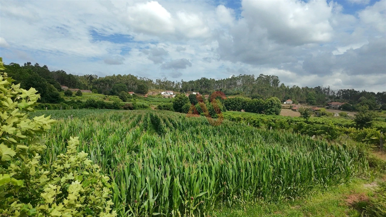 Terreno para Venda em Silvares, Pias, Nogueira e Alvarenga Foto 8