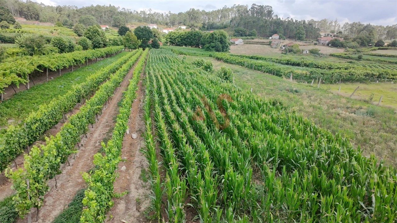 Terreno para Venda em Silvares, Pias, Nogueira e Alvarenga Foto 12