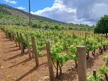 Quinta T0 para Venda em Reguengo e São Julião