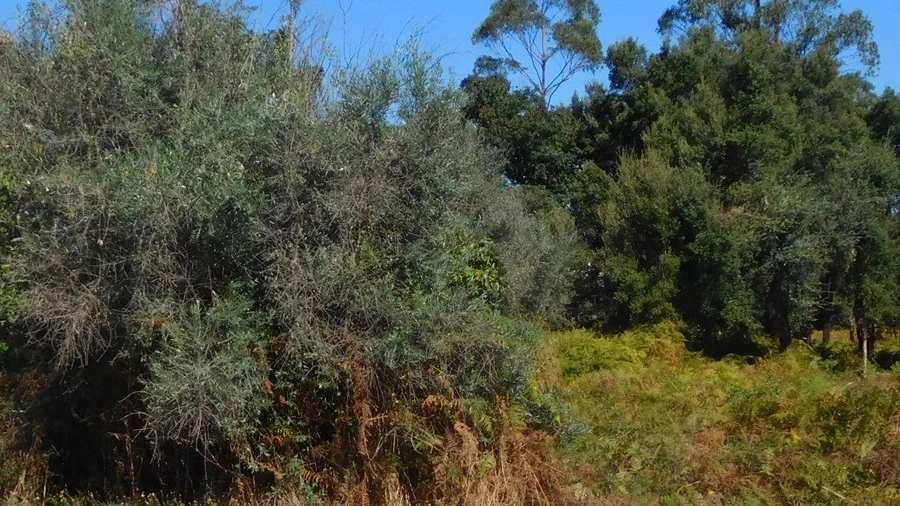 Terreno para Venda em Figueiró dos Vinhos e Bairradas