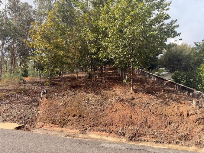 Terreno para Venda em Travassô e Óis da Ribeira Foto 4