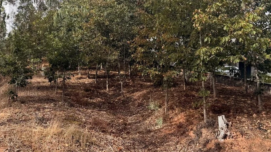 Terreno para Venda em Travassô e Óis da Ribeira