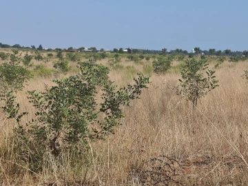 Terreno para Venda em Odiaxere