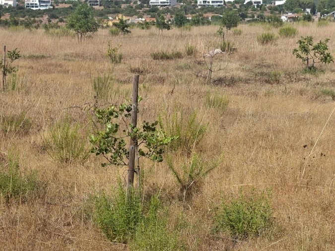 Terreno para Venda em Odiaxere Foto 15