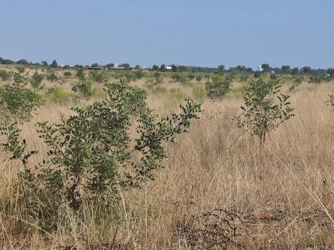 Terreno para Venda em Odiaxere Foto 17