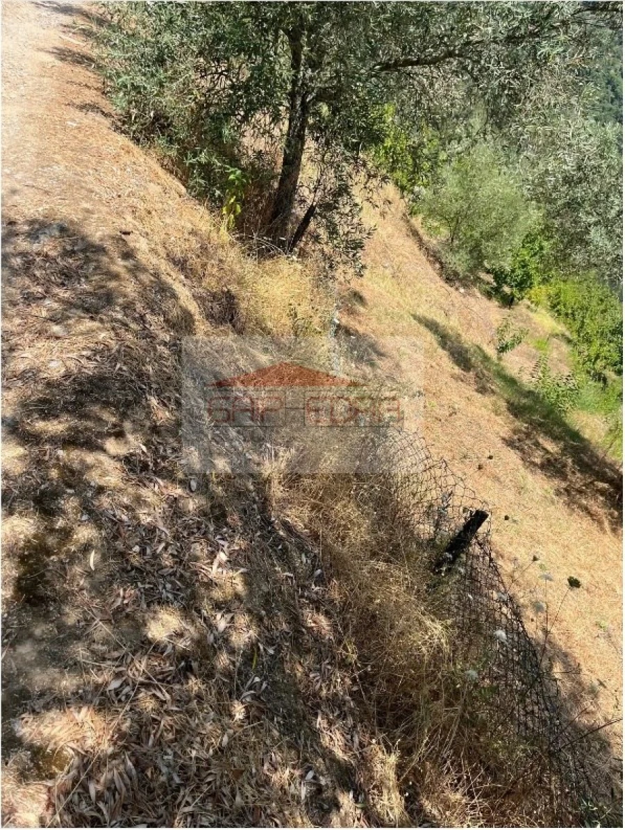 Terreno para Venda em São Martinho de Mouros Foto 6