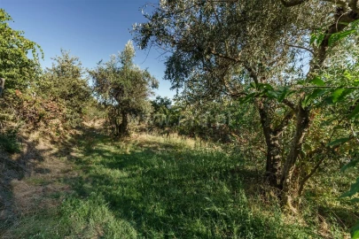 Terreno para Venda em Tortosendo