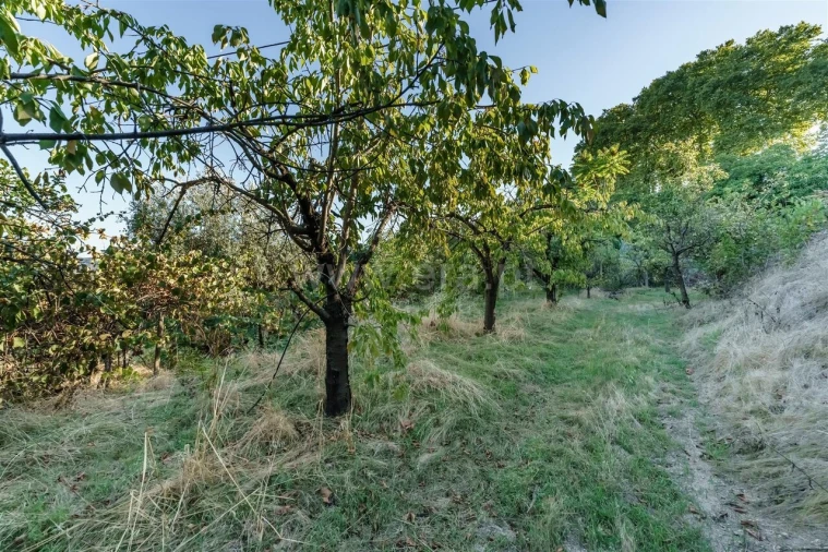 Terreno para Venda em Tortosendo Foto 8