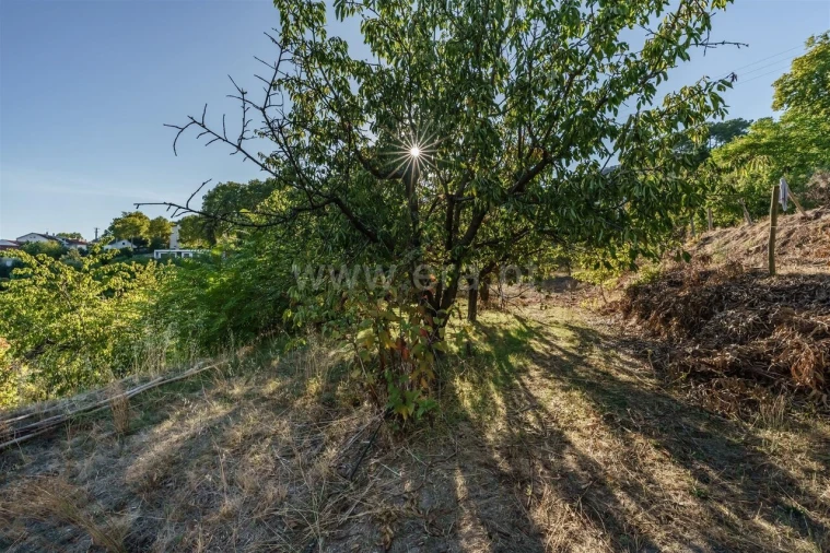 Terreno para Venda em Tortosendo Foto 4