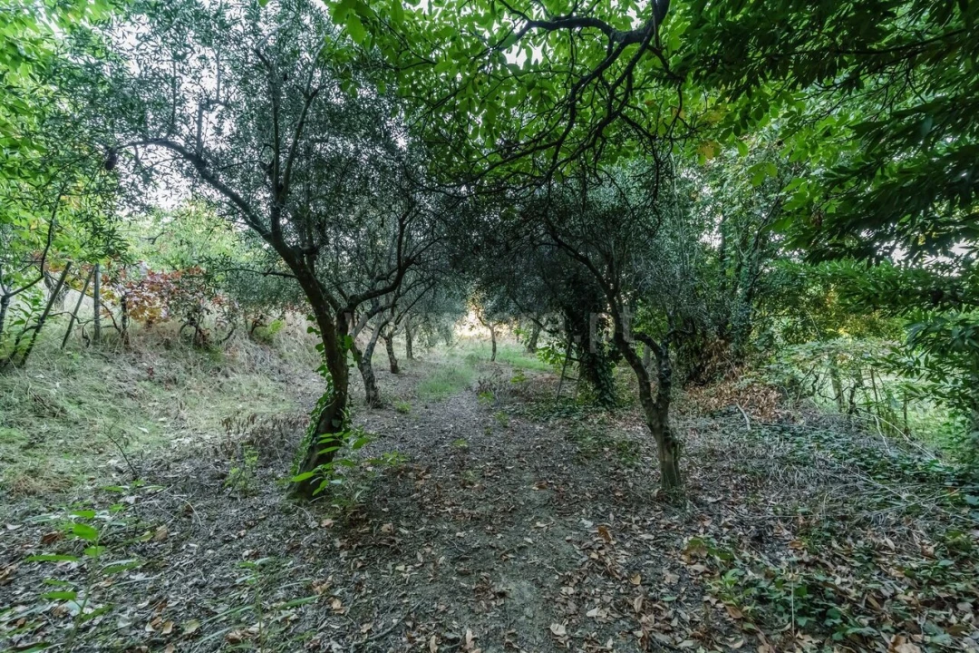 Terreno para Venda em Tortosendo Foto 16
