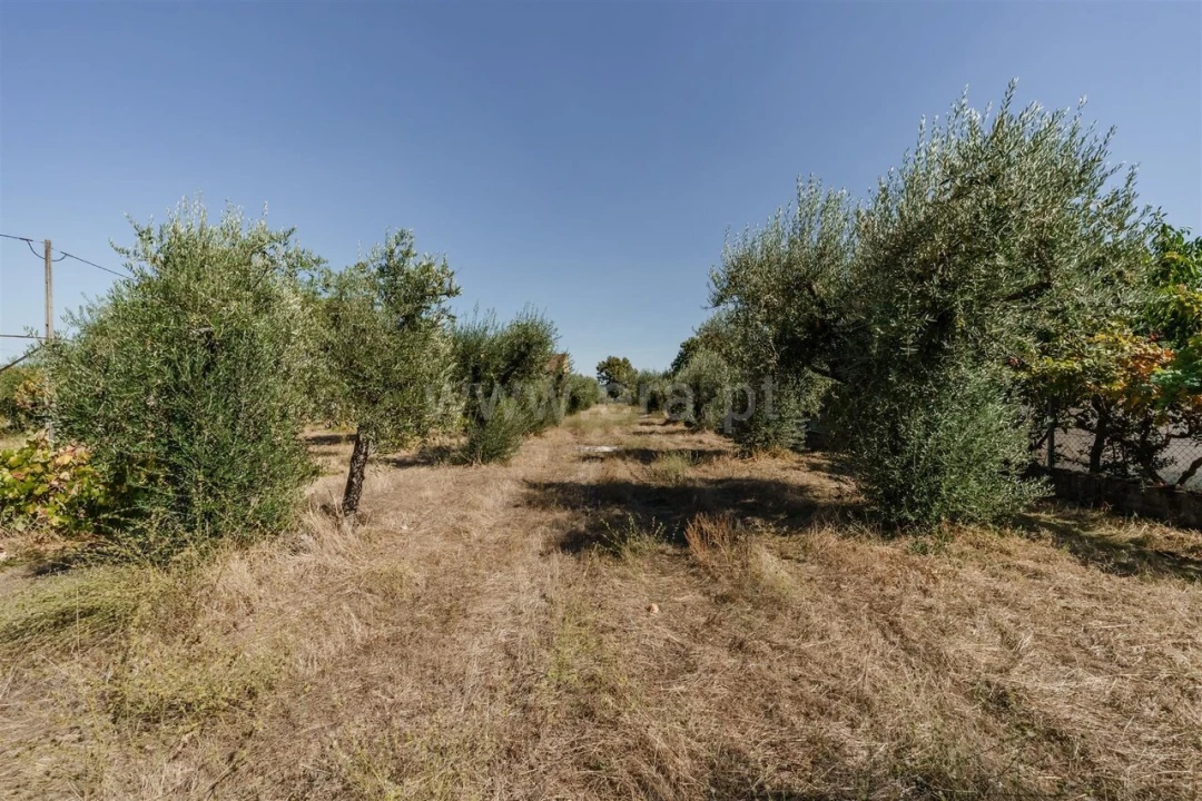 Terreno para Venda em Fundão, Valverde, Donas, A. Joanes, A. Nova Cabo Foto 7