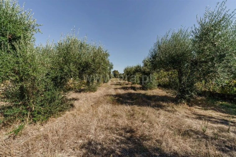 Terreno para Venda em Fundão, Valverde, Donas, A. Joanes, A. Nova Cabo Foto 8